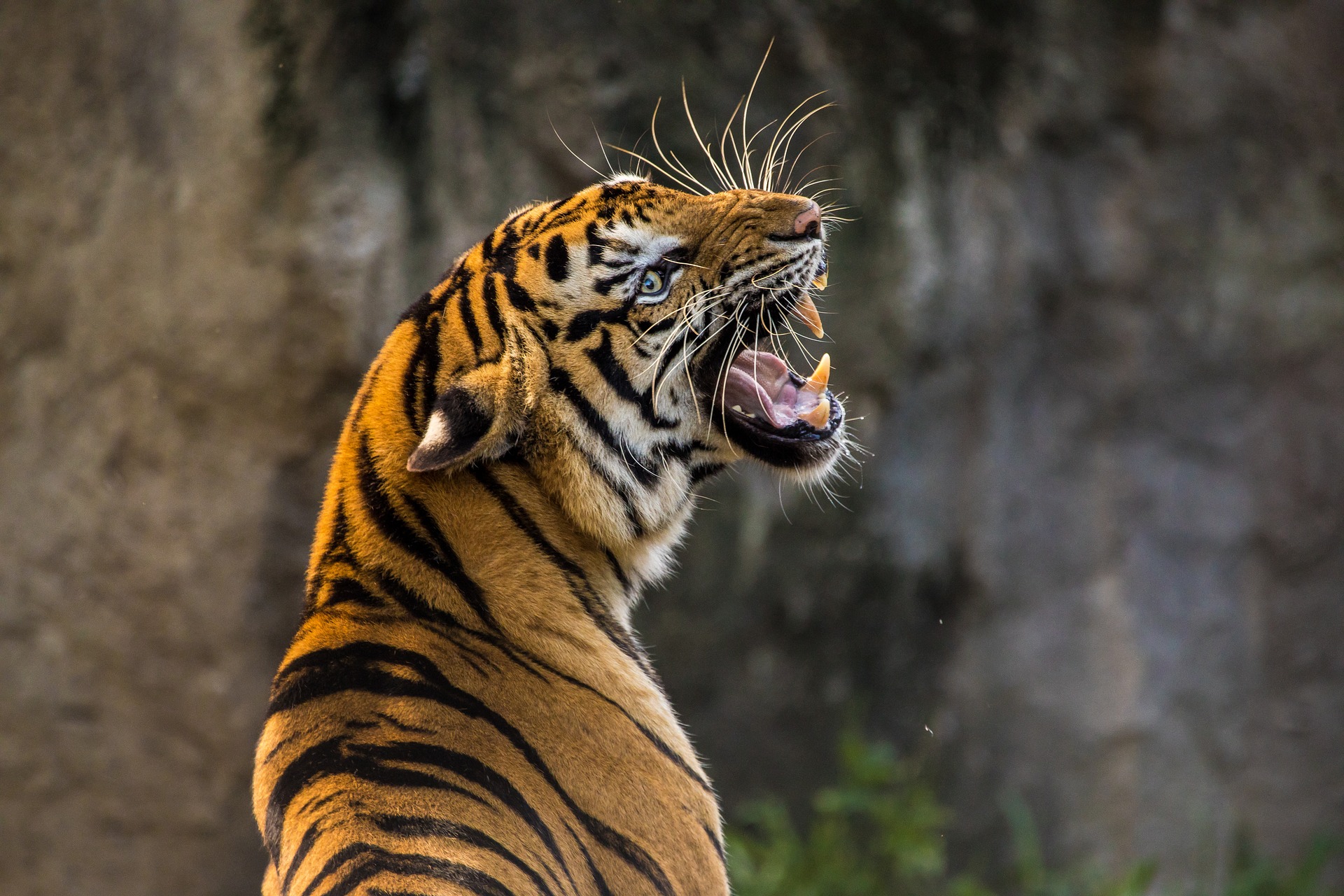 tiger-3264048_1920